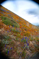 Wildflowers. Gorman, California 2009 - Copyright - Lon Casler Bixby - www.lcbphotography.com - All Rights Reserved