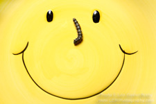 Smiley Face Caterpillar - Copyright - Lon Casler Bixby - www.lcbphotography.com - All Rights Reserved