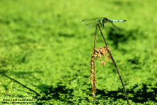 DragonFly Sitting - Copyright - Lon Casler Bixby - www.lcbphotography.com - All Rights Reserved